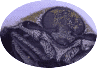 �q���}���N�̊�